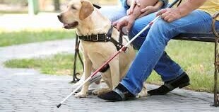 Close-up of a hand holding a guide dog harness, with another hand resting supportively nearby.